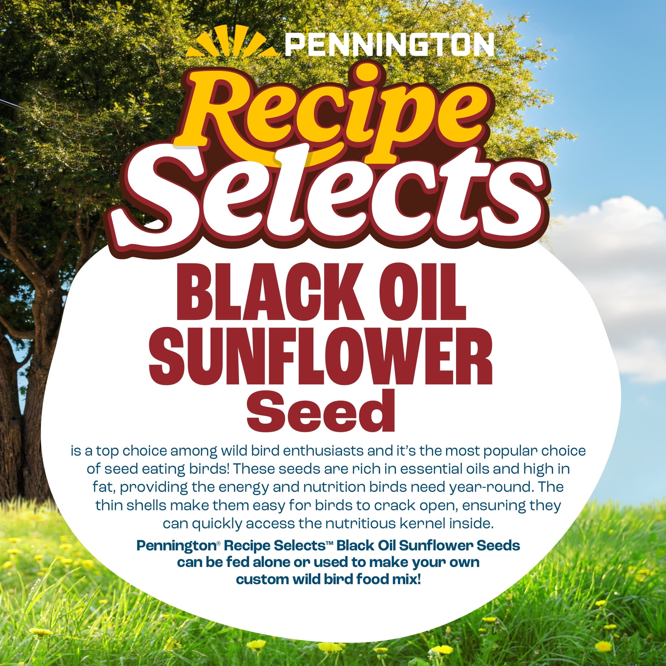 Pennington Select Black Oil Sunflower Seed Wild Bird Dry Feed, 10 lb. New Bag — home and garden product, view 4